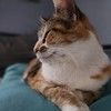 oddlycreatetiff